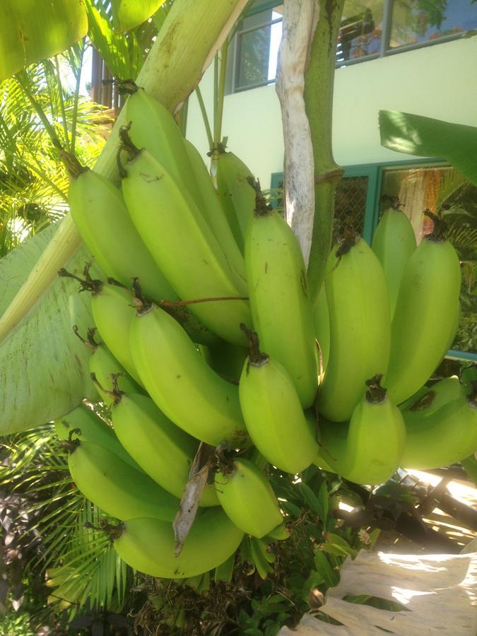 Aroa Kainga Bungalows And Apartment Rarotonga Exterior foto